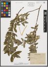 Foto von Salix appendiculata Vill. x Salix purpurea L.
